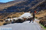JustGreece.com Sheep en shepherds near Sigri | Lesbos Greece | Photo 7 - Foto van JustGreece.com