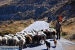 JustGreece.com Sheep en shepherds near Sigri | Lesbos Greece | Photo 8 - Foto van JustGreece.com