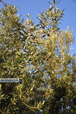 JustGreece.com Olive trees  near Molyvos | Lesbos Greece | Photo 1  - Foto van JustGreece.com
