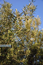 Olive trees  near Molyvos | Lesbos Greece | Photo 2 - Photo JustGreece.com