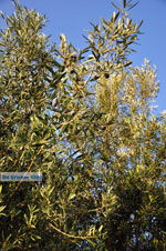 JustGreece.com Olive trees  near Molyvos | Lesbos Greece | Photo 2 - Foto van JustGreece.com