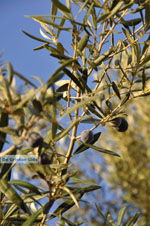 JustGreece.com Olive trees  near Molyvos | Lesbos Greece | Photo 3 - Foto van JustGreece.com