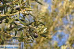 JustGreece.com Olive trees  near Molyvos | Lesbos Greece | Photo 4 - Foto van JustGreece.com