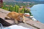 JustGreece.com Molyvos Lesbos | Greece | Greece  191 - Foto van JustGreece.com