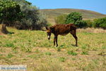 JustGreece.com Ifestia Limnos (Lemnos) | Greece  | Photo 33 - Foto van JustGreece.com