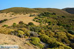 JustGreece.com Amothines woestijn near Katalakos Limnos (Lemnos) | Photo 15 - Foto van JustGreece.com