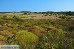 JustGreece.com Near Gomati and woestijn Amothines Katalakos Limnos (Lemnos) Photo 14 - Foto van JustGreece.com