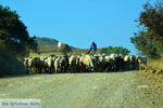 JustGreece.com Near Gomati and woestijn Amothines Katalakos Limnos (Lemnos) Photo 37 - Foto van JustGreece.com