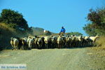 JustGreece.com Near Gomati and woestijn Amothines Katalakos Limnos (Lemnos) Photo 39 - Foto van JustGreece.com