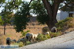 JustGreece.com Near Gomati and woestijn Amothines Katalakos Limnos (Lemnos) Photo 40 - Foto van JustGreece.com