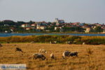 JustGreece.com Moudros Limnos (Lemnos) | Greece Photo 25 - Foto van JustGreece.com