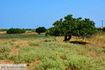 Panagia Limnos (Lemnos) | Greece Photo 7 - Photo JustGreece.com