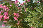 Panagia Limnos (Lemnos) | Greece Photo 17 - Photo JustGreece.com