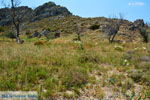 JustGreece.com Beaches Thanos Limnos (Lemnos) | Greece Photo 28 - Foto van JustGreece.com