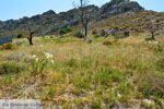 JustGreece.com Beaches Thanos Limnos (Lemnos) | Greece Photo 29 - Foto van JustGreece.com