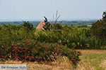 JustGreece.com Agios Arsenios Naxos - Cyclades Greece - nr 12 - Foto van JustGreece.com