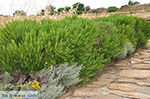 Ano Sangri Naxos - Cyclades Greece- nr 30 - Photo JustGreece.com