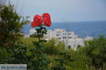 JustGreece.com Apollonas Naxos - Cyclades Greece- nr 27 - Foto van JustGreece.com