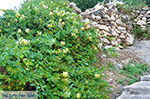 JustGreece.com Apollonas Naxos - Cyclades Greece- nr 49 - Foto van JustGreece.com