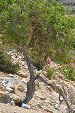 JustGreece.com Kalantos Naxos - Cyclades Greece- nr 52 - Foto van JustGreece.com