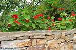 JustGreece.com Kato Sangri Naxos - Cyclades Greece- nr 20 - Foto van JustGreece.com