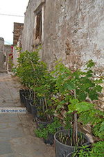 JustGreece.com Kato Sangri Naxos - Cyclades Greece- nr 32 - Foto van JustGreece.com