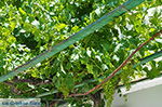 JustGreece.com Naxos town - Cyclades Greece - nr 205 - Foto van JustGreece.com