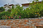JustGreece.com Potamia Naxos - Cyclades Greece - nr 9 - Foto van JustGreece.com