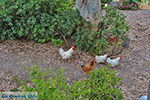 JustGreece.com Potamia Naxos - Cyclades Greece - nr 18 - Foto van JustGreece.com