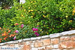 Potamia Naxos - Cyclades Greece - nr 27 - Photo JustGreece.com