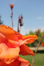 Nemea Corinth | Peloponnese | Greece Photo 28 - Photo JustGreece.com