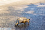 JustGreece.com Schildpad near Kranidi | Argolida (Argolis) Peloponnese | Photo 1 - Foto van JustGreece.com