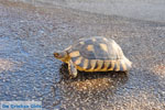 Schildpad near Kranidi | Argolida (Argolis) Peloponnese | Photo 2 - Photo JustGreece.com