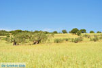 Koilada (Kilada) | Argolida (Argolis) Peloponnese | Greece Photo 9 - Photo JustGreece.com