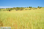 Koilada (Kilada) | Argolida (Argolis) Peloponnese | Greece Photo 10 - Photo JustGreece.com