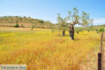 Koilada (Kilada) | Argolida (Argolis) Peloponnese | Greece Photo 11 - Photo JustGreece.com