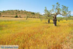 Koilada (Kilada) | Argolida (Argolis) Peloponnese | Greece Photo 12 - Photo JustGreece.com