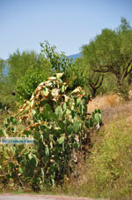 Meligalas | Messenia Peloponnese | Photo 3 - Photo JustGreece.com