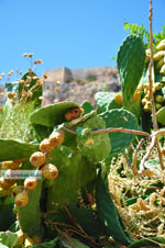 JustGreece.com Monemvasia (Monemvassia) | Lakonia Peloponnese | Greece  37 - Foto van JustGreece.com