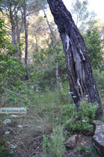Poros | Saronic Gulf Islands | Greece  Photo 188 - Photo JustGreece.com