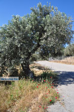 Poros | Saronic Gulf Islands | Greece  Photo 216 - Photo JustGreece.com