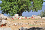 Poseidon heiligdom Poros | Saronic Gulf Islands | Greece  Photo 223 - Photo JustGreece.com