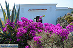 JustGreece.com Kalithea Rhodes - Island of Rhodes Dodecanese - Photo 536 - Foto van JustGreece.com