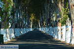 JustGreece.com Kolymbia Rhodes - Island of Rhodes Dodecanese - Photo 683 - Foto van JustGreece.com