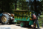 Profitis Ilias Rhodes - Island of Rhodes Dodecanese - Photo 1224 - Photo JustGreece.com