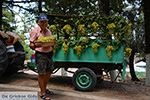 Profitis Ilias Rhodes - Island of Rhodes Dodecanese - Photo 1232 - Photo JustGreece.com