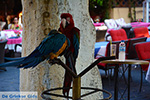 JustGreece.com Rhodes town - Rhodes - Island of Rhodes Dodecanese - Photo 1372 - Foto van JustGreece.com