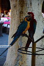 JustGreece.com Rhodes town - Rhodes - Island of Rhodes Dodecanese - Photo 1374 - Foto van JustGreece.com