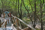 JustGreece.com Valley of Butterflies Rhodes - Island of Rhodes Dodecanese - Photo 1834 - Foto van JustGreece.com