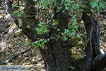 Valley of Butterflies Rhodes - Island of Rhodes Dodecanese - Photo 1838 - Photo JustGreece.com